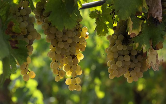 Vignes à Chinon