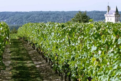 Vignobles à Chinon